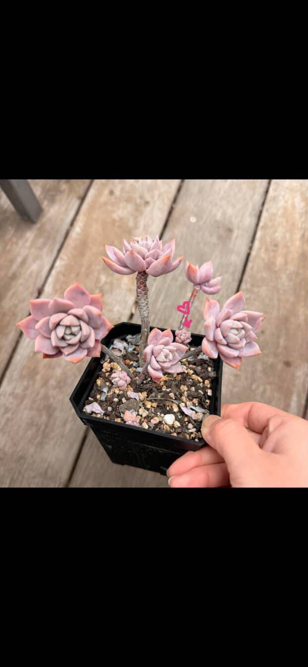 3009 Pots & milky way - special link for Lianne