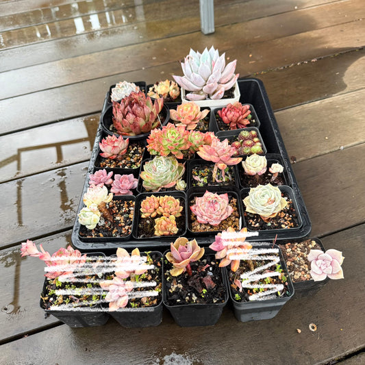 0210 Succulent Value Pack - special link for Adeline