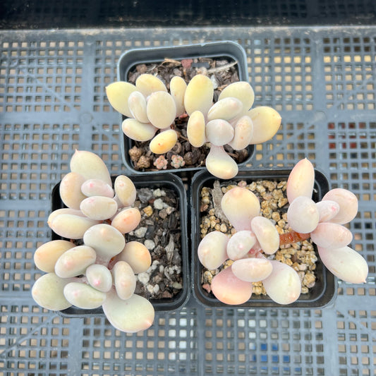 Pachyphytum Apple / Pink Tips