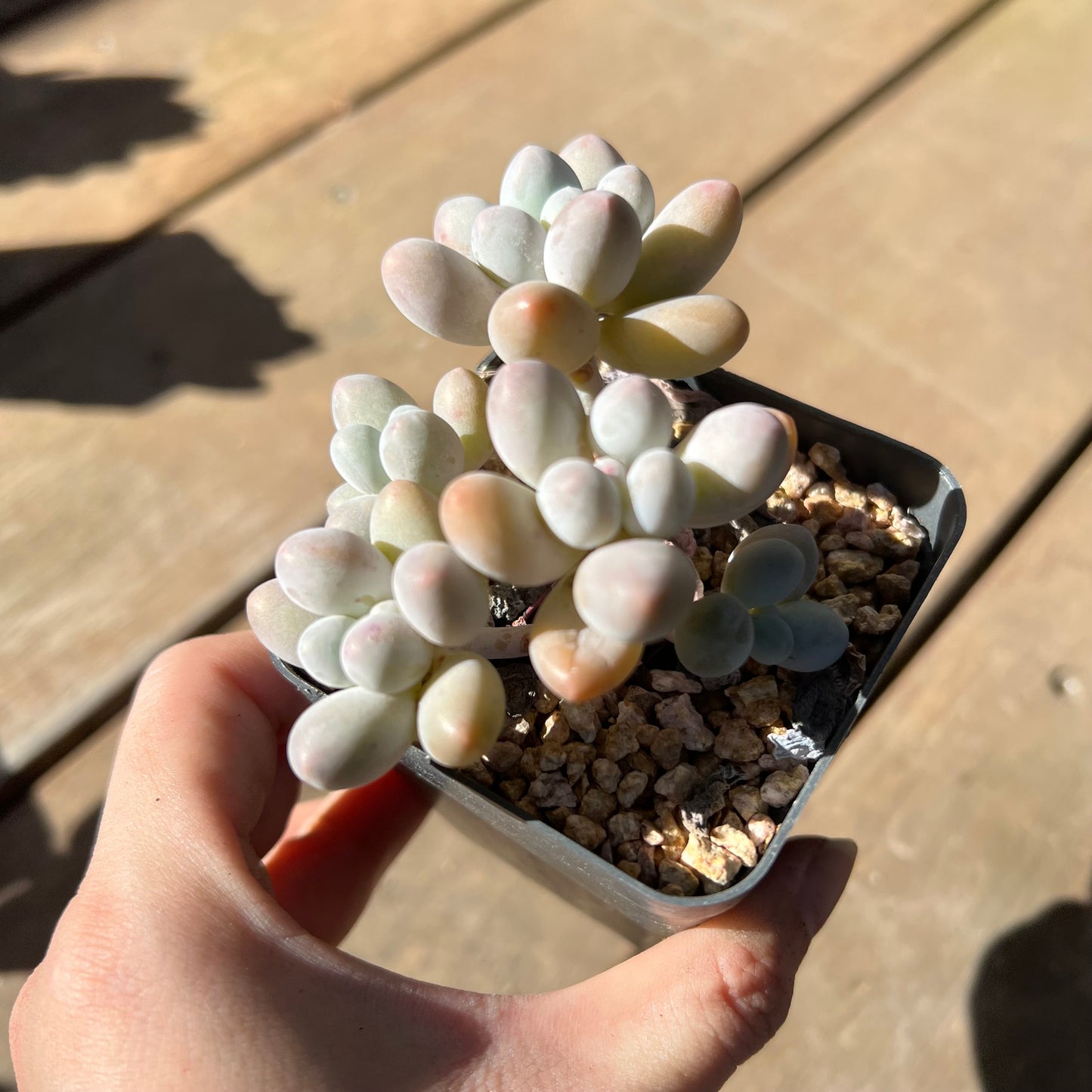 Pachyphytum 'Egg Tart'