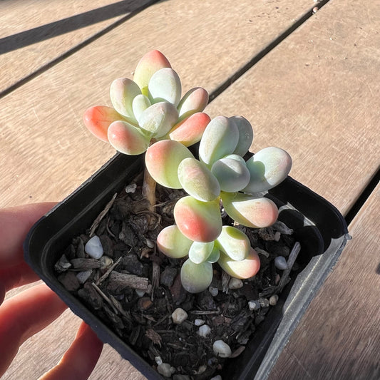 Pachyphytum Garcie