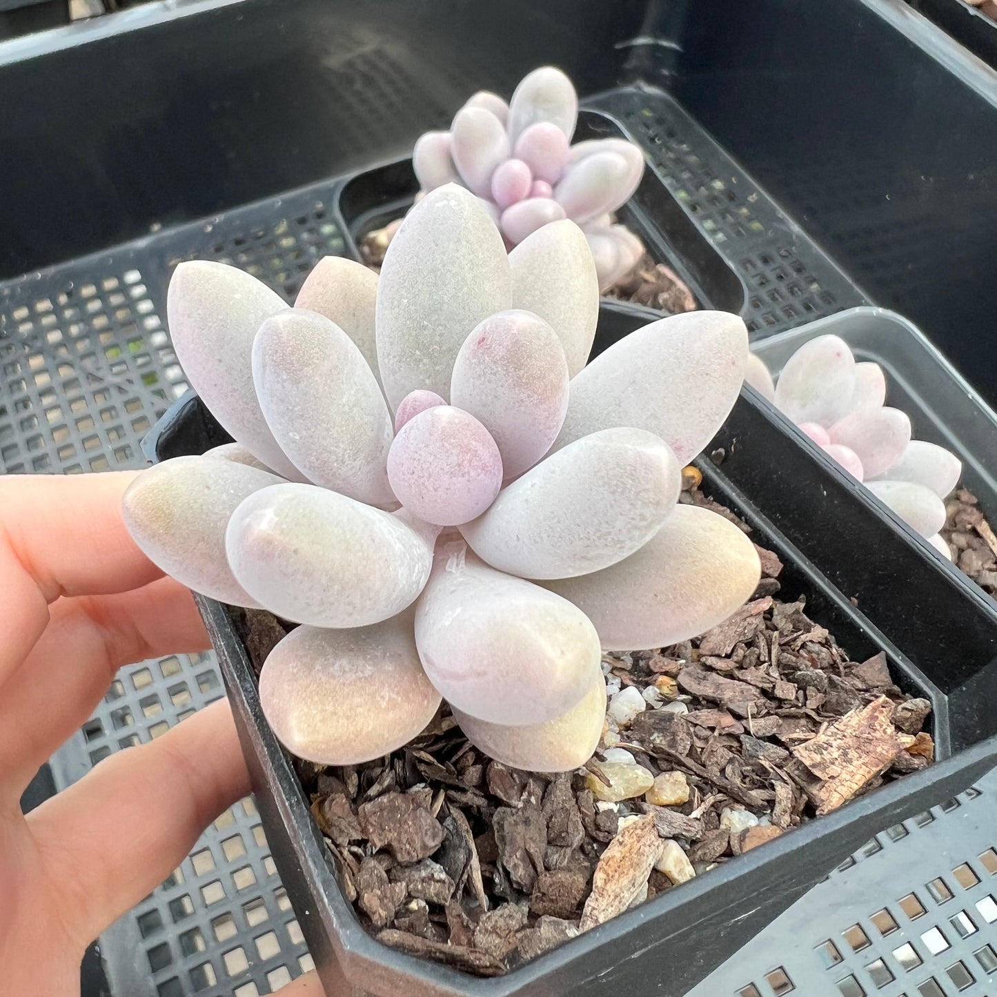 Pachyphytum 'Egg Tart'