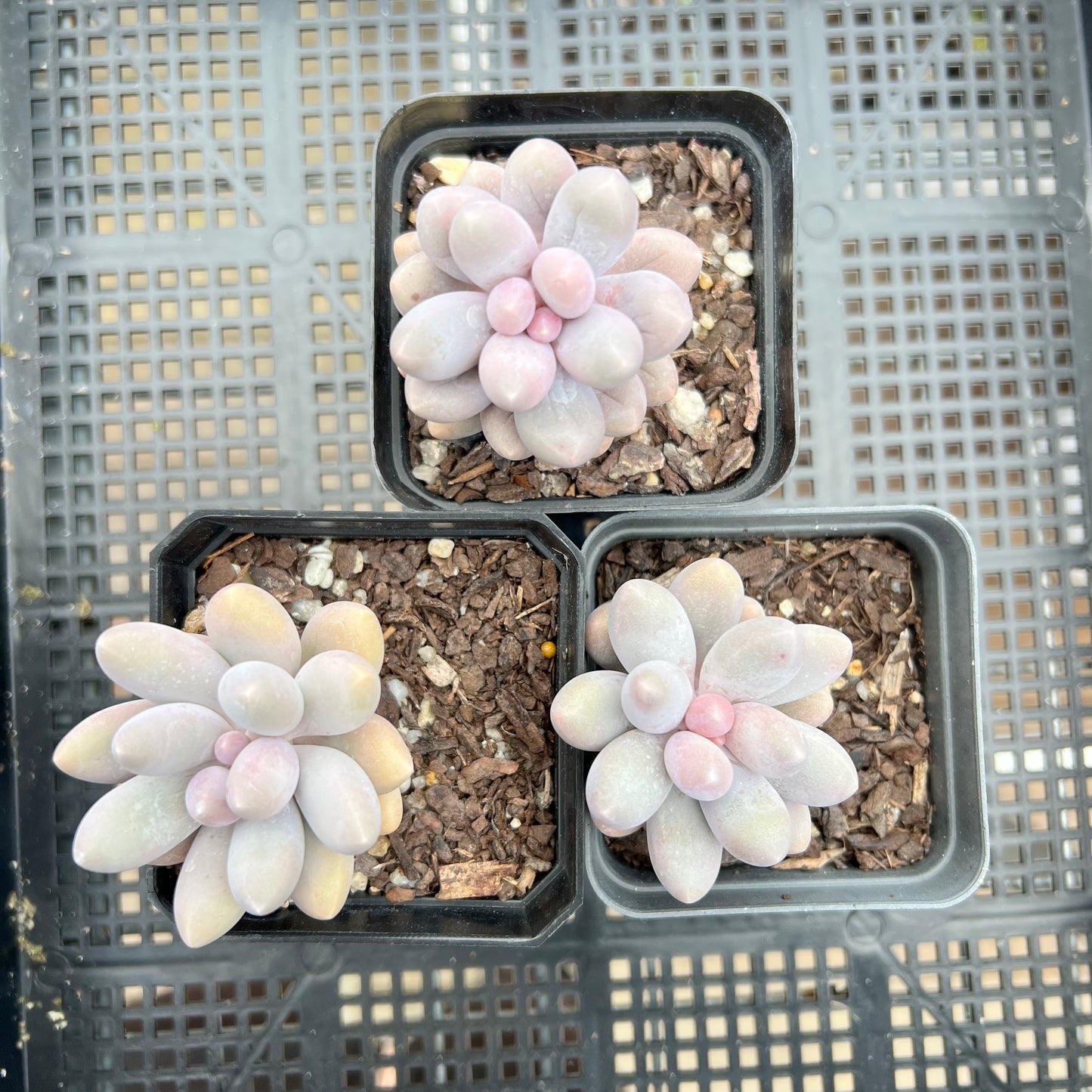 Pachyphytum 'Egg Tart'