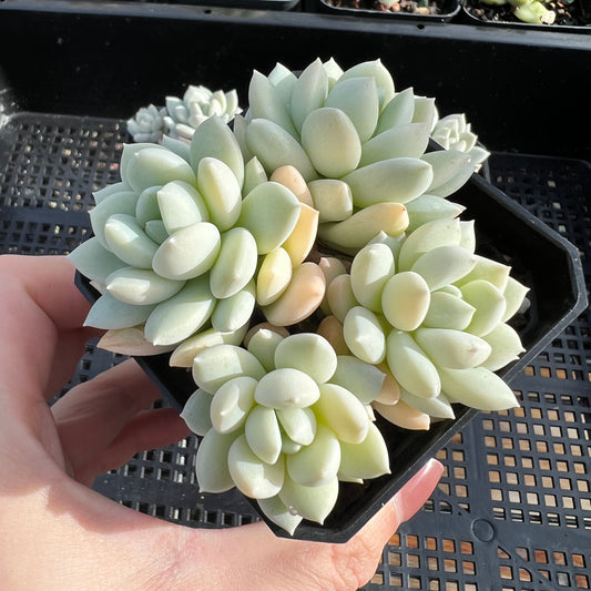 Sedeveria Pudgy
