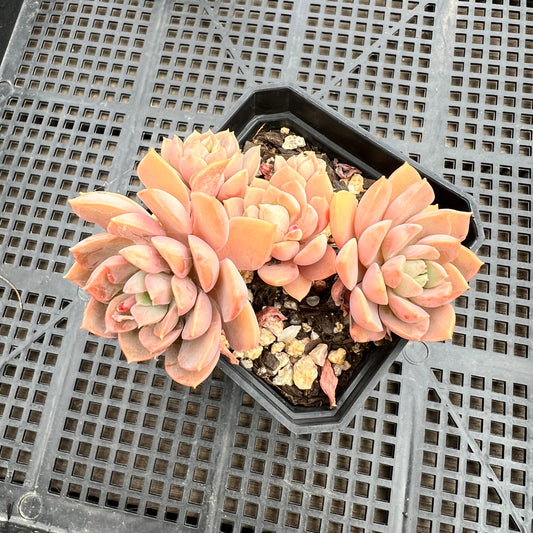 Sedeveria Purple Drop aka Victor