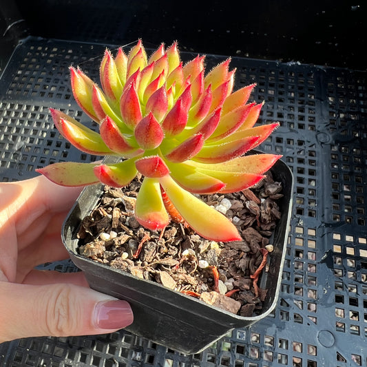 Sedeveria Spruce Oliver