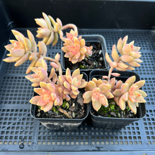 Sedum Pat's Pink